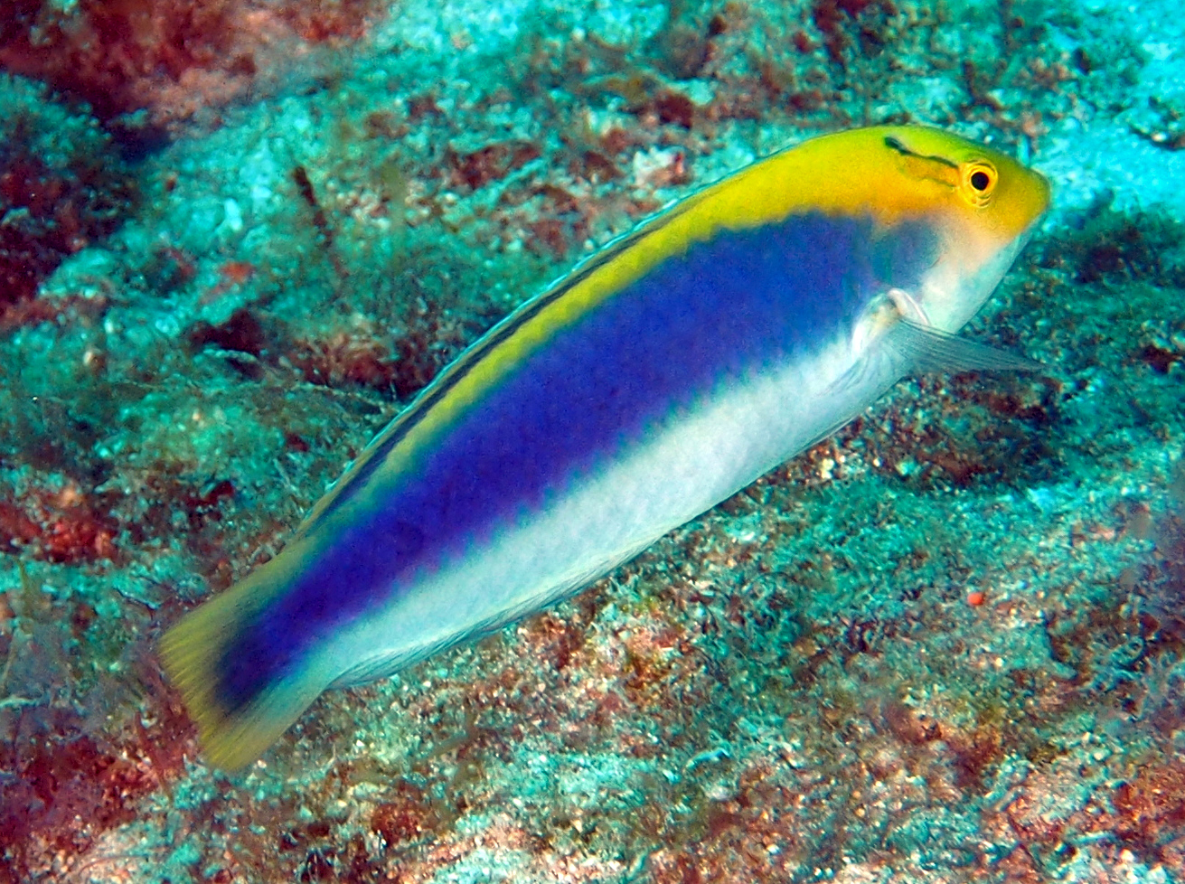 Yellowcheek Wrasse